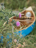 Boat in undergrowth