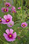 Purple summer flower close-up
