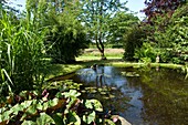 Pond in the garden