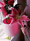 Woman putting pink lilies in a vase by a window