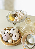 Seashells and natural objects on a table top