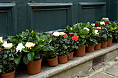 Pot plants lined up on panelled Hasting exterior