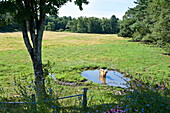 Erhöhte Ansicht einer Hochlandkuh auf einem Feld in Massachusetts, Neuengland, USA