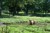 Highland cow standing in bog, Massachusetts, New England, USA