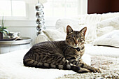 Tabby cat, portrait in Austerlitz home, Columbia County, New York, United States