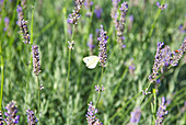 Butterfly on lavender in Lincolnshire, England, UK
