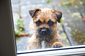 Dog begging at window of Gloucestershire farmhouse, England, UK