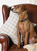 Dog sits on brown leather armchair with cushion in Gloucestershire farmhouse England UK