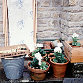 Collection of garden terracotta and aluminum pots with white geraniums and vintage wooden storage boxes