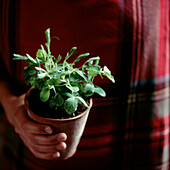 Detail of a person holding a planted pot of fresh herbs