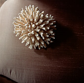 Still life of white coral on a cushion