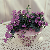 Potted purple flowering plant in a vase on a white painted metal garden table