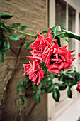 Flowering red climbing rose on the exterior of a house