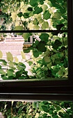 View out of a window with overgrown vine