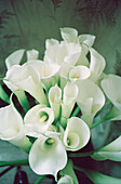 Still life of an arum lily bouquet