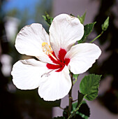 Tropische weiße Blume
