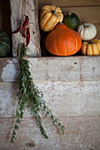 Pumpkins and squash with sprig of rosemary in rustic barn interior, United Kingdom