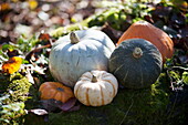 Selection of pumpkins in sunlight, United Kingdom