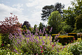 Purple flowering plants with topiary hedges in Haslemere garden, Surrey, UK