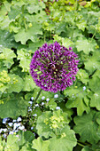 Purple Allium in flowerbed in Haslemere garden, Surrey, UK