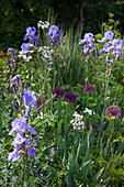 Iris and Allium in flowerbed of Haslemere garden, Surrey, UK
