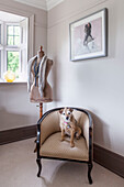 Pet dog sits on upholstered chair with dressmakers dummy at window in Haslemere home, Surrey, UK
