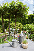 Watering cans and fruit trees in garden of Haslemere home, Surrey, UK