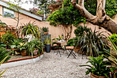 Subtropical plants with raised terrace in walled Devon courtyard