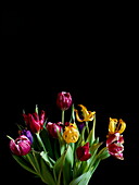 Wilting tulips Southend-on-sea Essex England UK