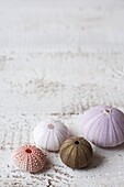 Variety of sea anemone shells on white background, UK