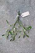 Mistletoe with gift card tied with string, UK