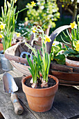 Gardening trowel and daffodils with terracotta pot in UK garden