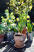 Daffodils in spring sunlight of back garden, UK home