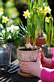 Young girl lifting terracotta flower pot with spring bulbs in UK garden