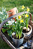 Primel (Primula vulgaris) und Narzissen (Narcissus) im Frühlingssonnenlicht, UK