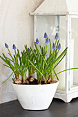 Blaue Zimmerpflanze und Laterne in einem Haus in Kent, England, Vereinigtes Königreich