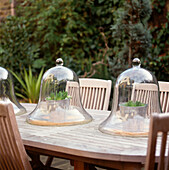Glass cloches on garden table protecting hyacinth bulbs