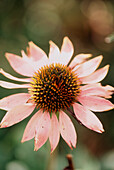 Faded pink Echinacea or coneflower