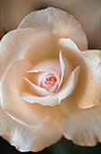 Pink rose, close up