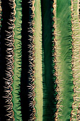 Close up of cactus spikes