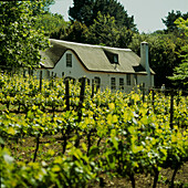Cape Dutch house and vineyard