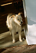 Junger Hund auf der Terrasse stehend