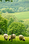 Die Landschaft von Sussex im Frühling mit grasenden Schafen auf sanft abfallenden Feldern