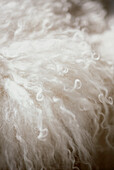 Detail of soft brushed white sheepskin