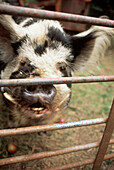 Schwarzes und weißes Schwein hinter einem Gatter in einem Bauernhof