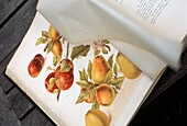 Reference book of apples