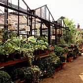 Ausgestellte Pflanzen und Sträucher vor einem Gewächshaus in einem Gartencenter