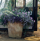 Plant pot full of flowering annual purple plants outside a greenhouse