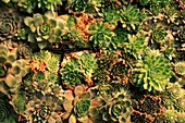 variety of young succulents