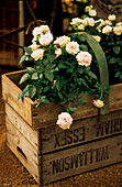Small pink rose plants in a wooden recycled crate